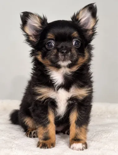 Chihuahua macho com pedigree