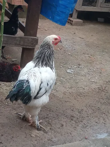 V/ este lindo casal de Brahma original 