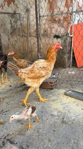 Galinha índio gigante