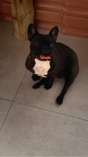 Cachorro