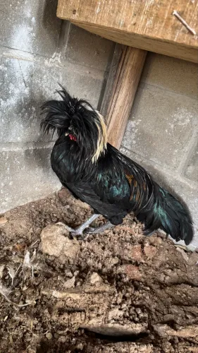 Vendo galos