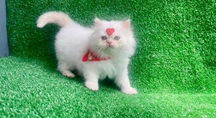 Persa fêmea linda menina com pedigree