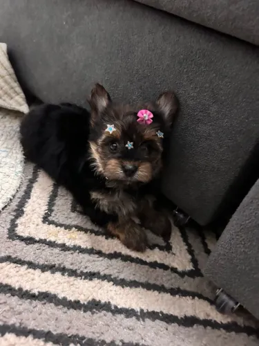 Filhotes Mini de Yorkshire