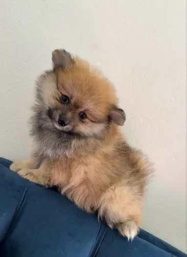 Lulu da Pomerânia MACHO Spitz alemão