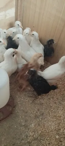 10 pintinhos de postura azul, creme e carijó