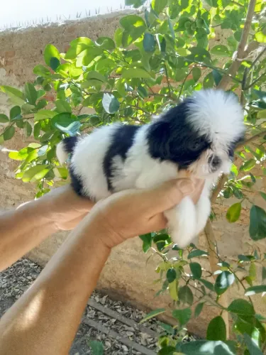 Fêmeas de shih tzu 