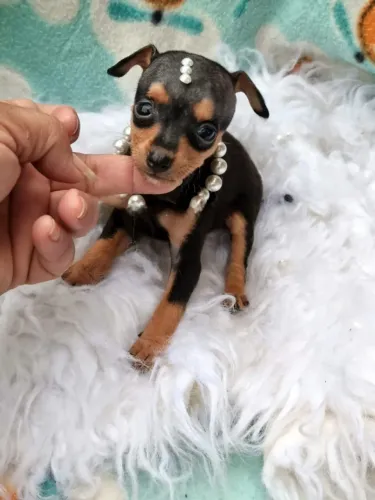 Pinscher  menor tamanho 