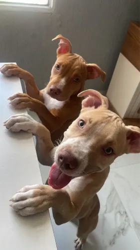 DOAÇÃO DE CASAL DE FILHOTE DE PITBULL (?olhar a descrição? )
