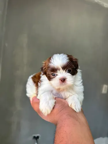 Filhote de Shih Tzu disponível