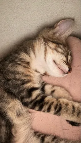 GATA FILHOTE URGENTE PRA DOAÇÃO