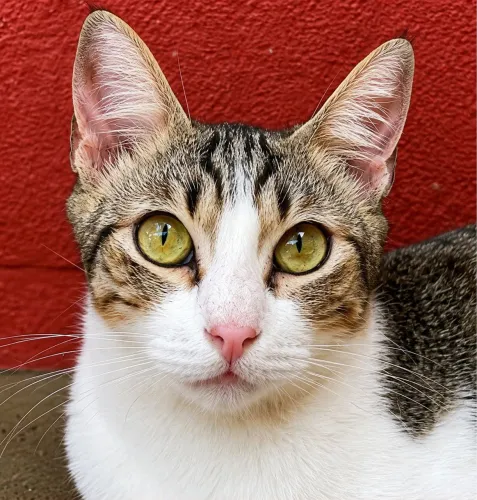 Gata carinhosa castrada e vacinada para adoção 