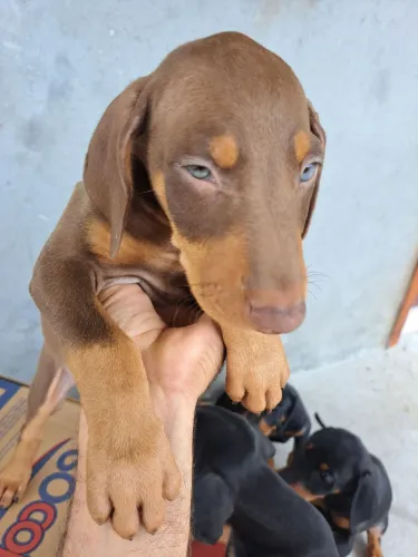 Filhotes de doberman raça pura