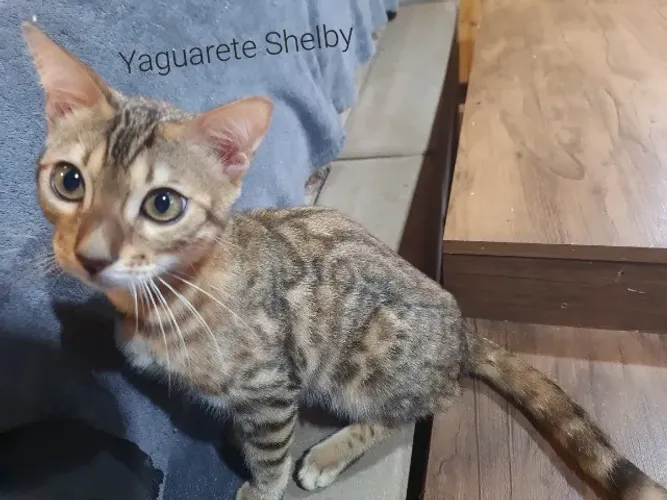 Gato bengal