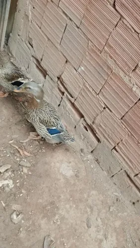 Vendo marreca roem 55 reais cada