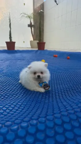 Lulu da Pomerânia carinhoso