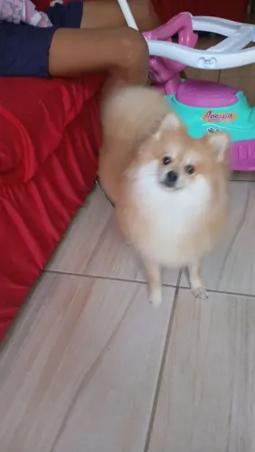Lulu da Pomerânia