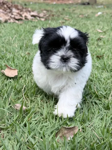 Lindas filhotes de Shih tzu