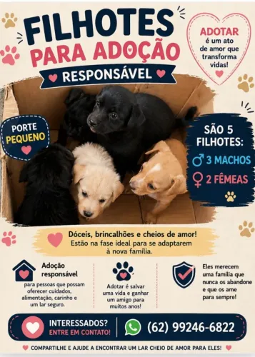 Doação de filhotes porte pequeno