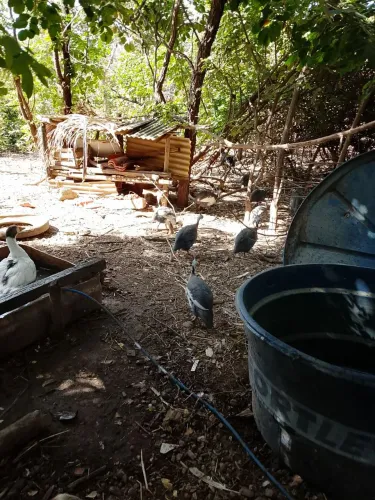 Coca galinhas Angola 