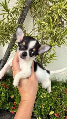 Chihuahua macho Pêlo curto micro. Filhote bem pequeno com pelagem tricolor 