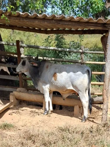 Vende se dois garrotes.Regiao de Jaboticatubas