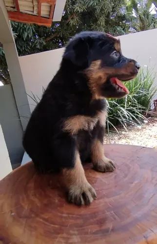 rottweiler filhotes macho e fêmea