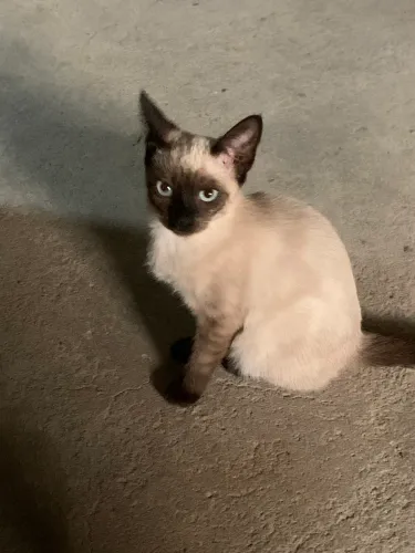 Gata Siamês Puro - Linhares