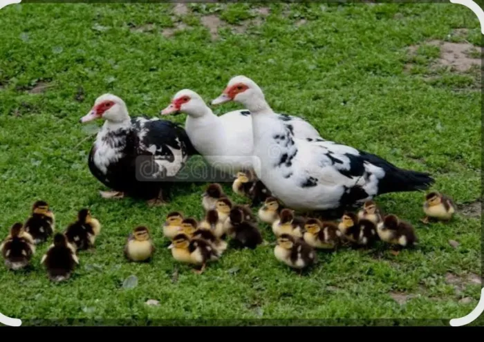 Patinhos filhotes 