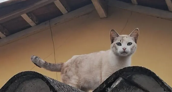Doa-se esta fihote de gato