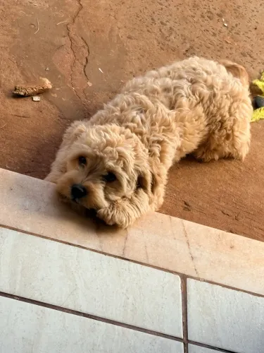 Vendo poodle aceito troca - motivo de saúde 