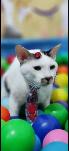 Doação Gato macho