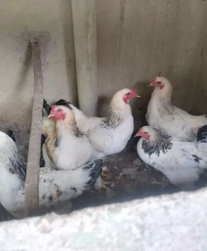Galos frango Brahma light