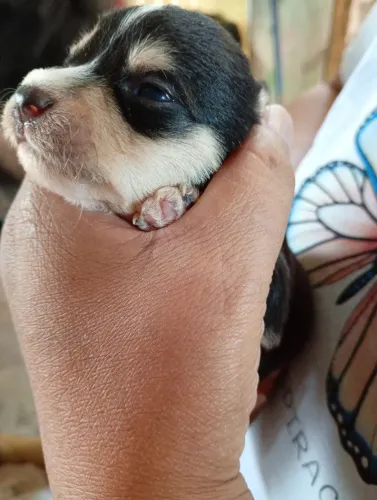 Vendo filhotes d cachorro 