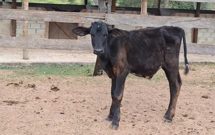 Bezerro anelorado 