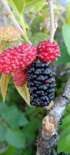 Muda de amora gigante portuguesa