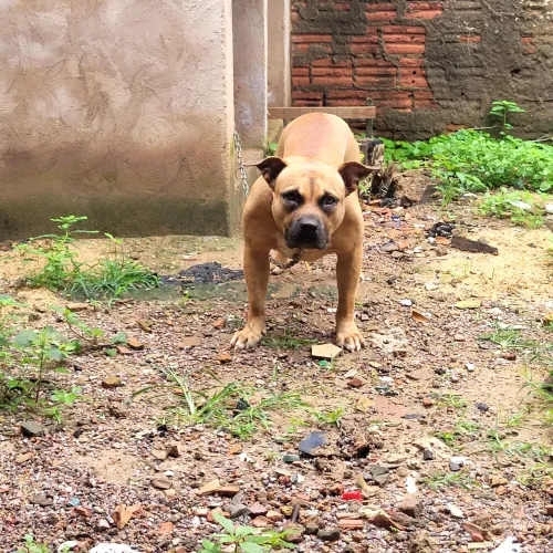 Vendo uma filhote de monster 