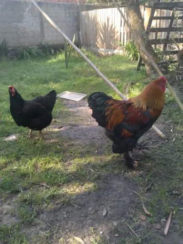 Wyandotte ,brahma ,caipira