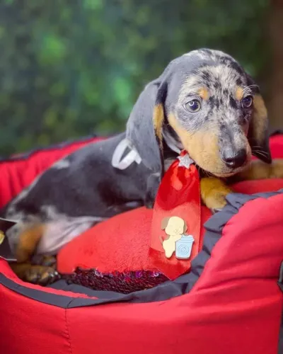 Dachshund !!!! O Presente q encanta 