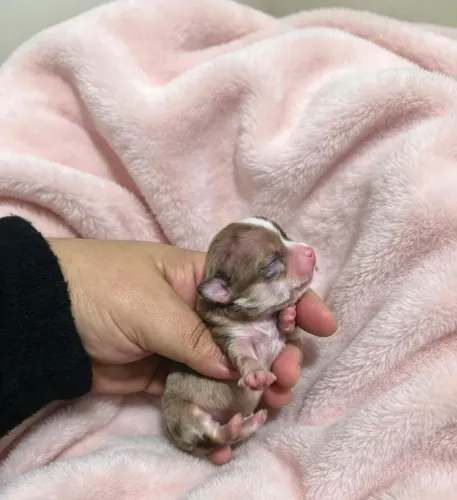 Chihuahua