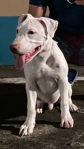 Pitbull Filhote
