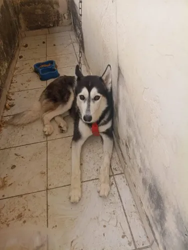 Ruski siberiano
