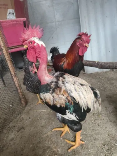 Galos e galinhas