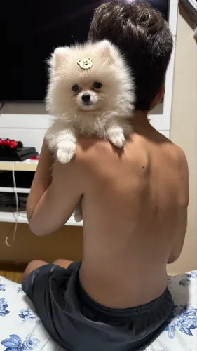 Spitz alemão macho anão