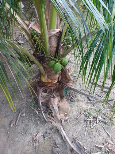 Vende se pe de coco anão