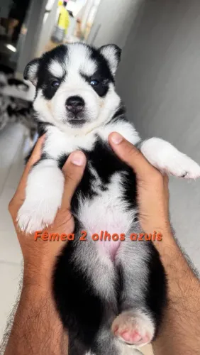 Filhote Husky