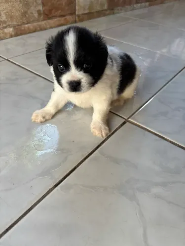 Vendo filhote shihtzu