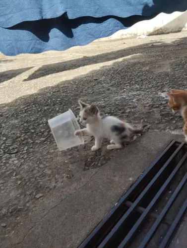 Doa- se gatinhos