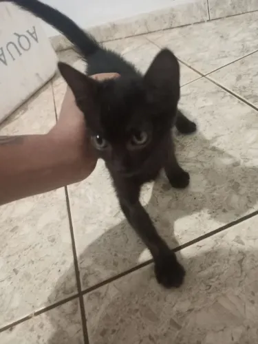 Gatinho 