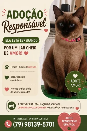 Gata para adoção 