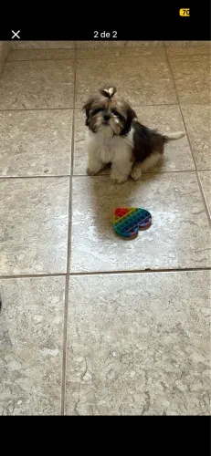 Vendo filhote de shihtzu fêmea 